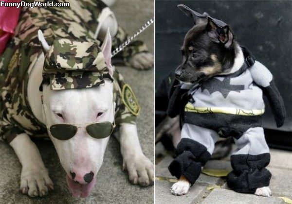 Dog Costumes