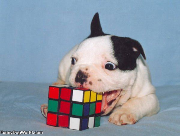 Dog Cube