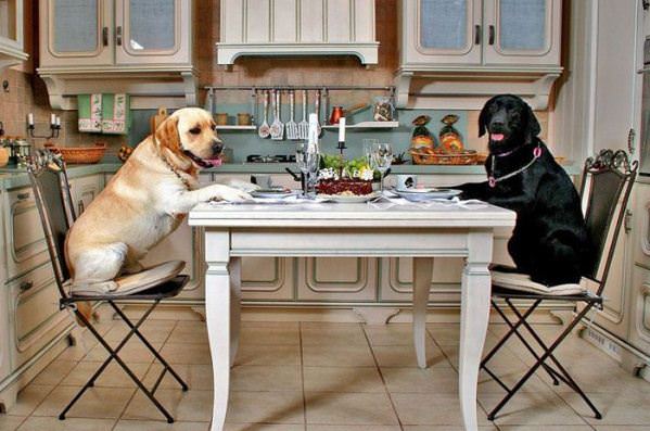 Dog Dinner