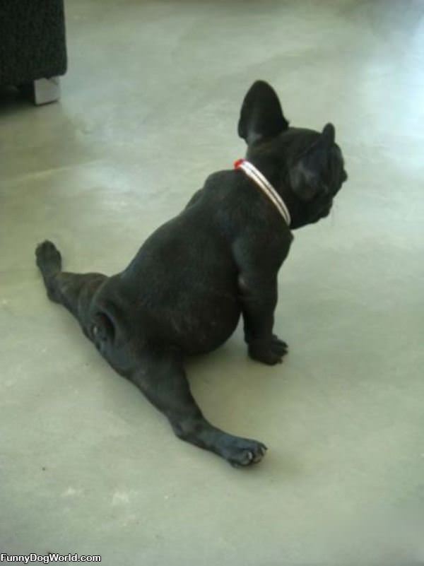 Dog Doing Some Splits