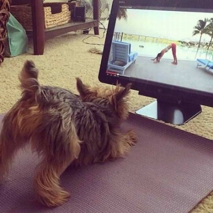 Dog Doing Yoga