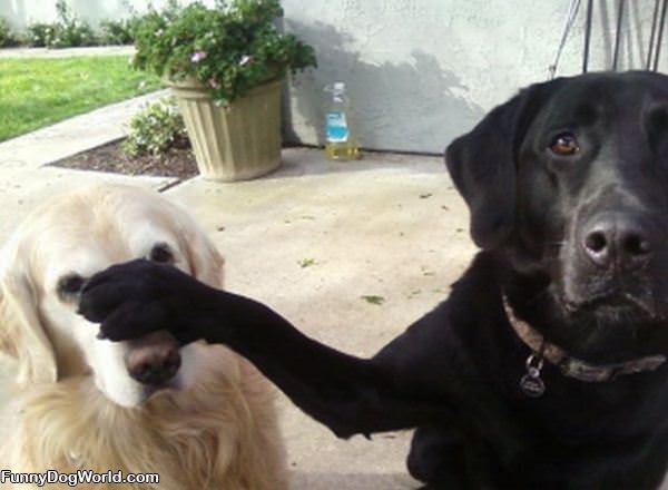 Dog Dont Listen To Him