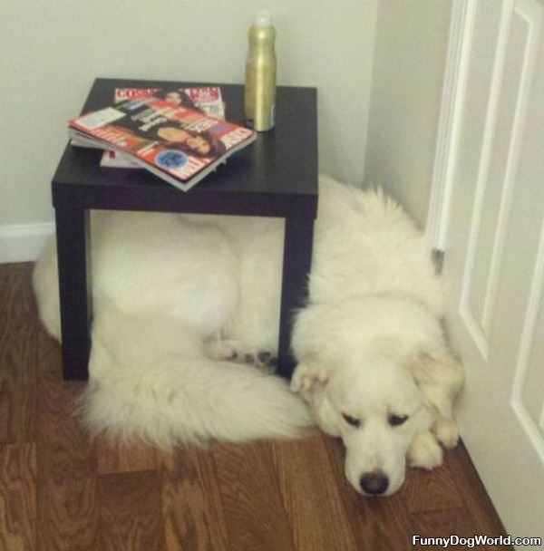 Dog Fits Anywhere