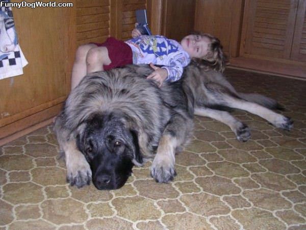 Dog Fluffy Bed