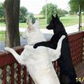 funny dog 3