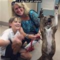 funny dog 1