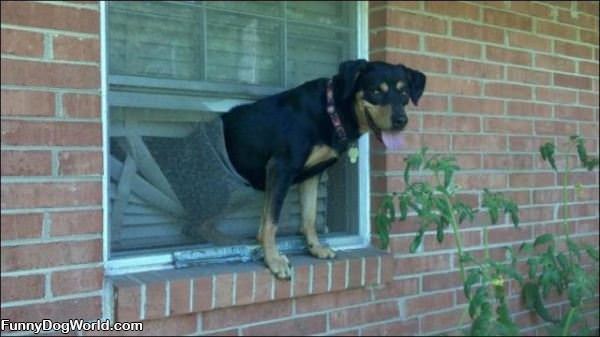 Dog Hanging Out The Window