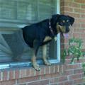 Dog Hanging Out The Window