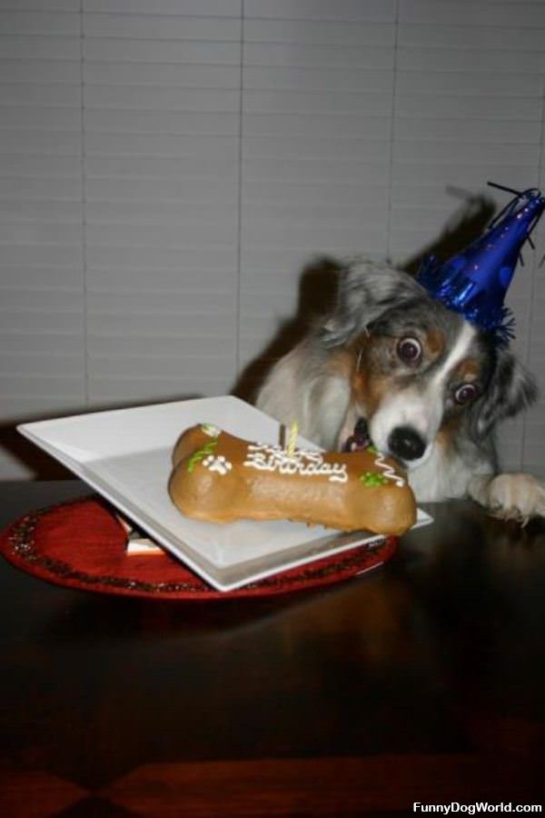 Dog Happy On Birthday