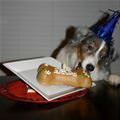 Dog Happy On Birthday