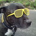 Dog Has Cool Glasses