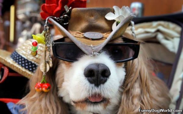 Dog Has Some Glasses