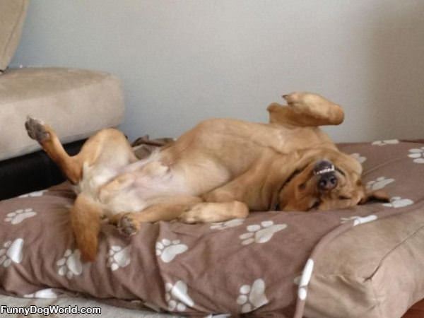 Dog Having A Funny Dream