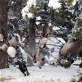 Dog Having Fun