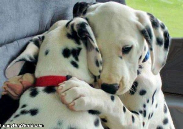 Dog Hug