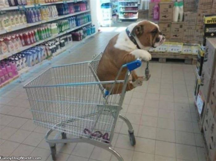 Dog In A Cart