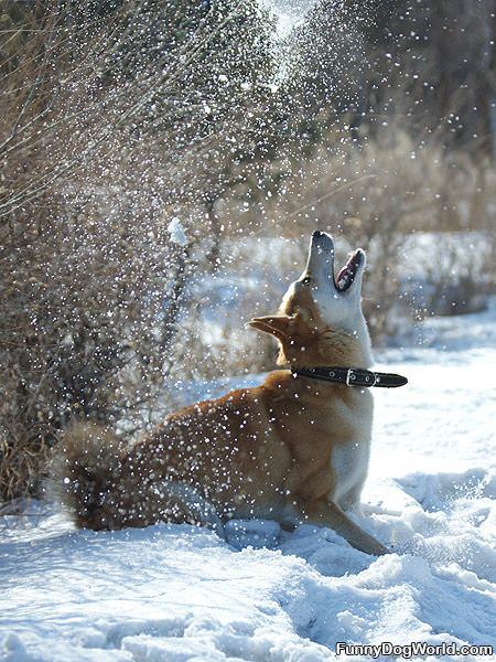 Dog In Snow