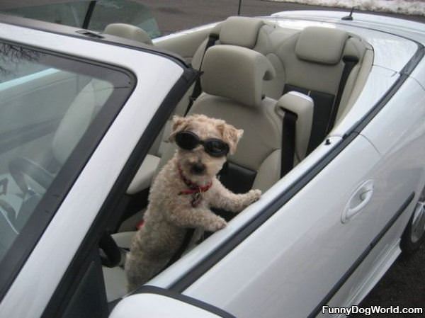 Dog Is Ready For A Ride