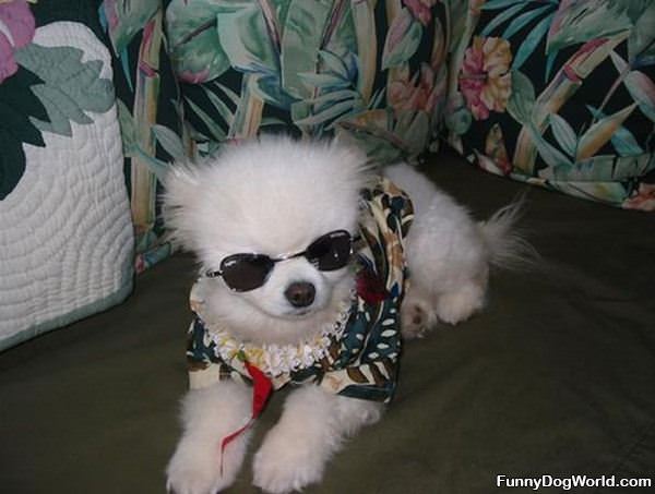 Dog Is So Cool