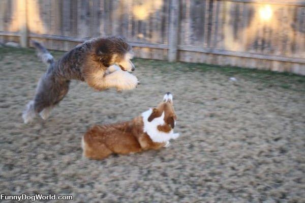 Dog Jump Attack