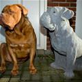 funny dog 1