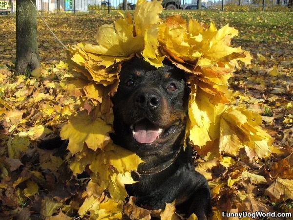 Dog Loves Fall