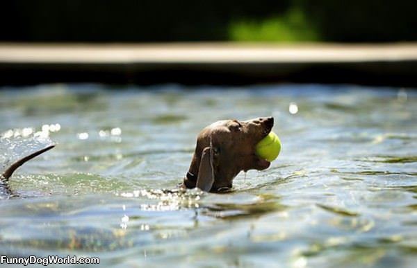 Dog Loves To Fetch