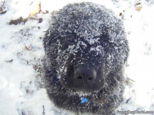 Dog Loves Winter