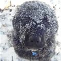 funny dog 4