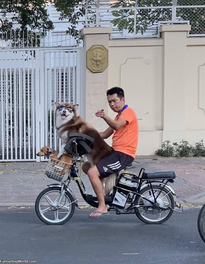 Dog On A Bike