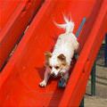 Dog On The Slide