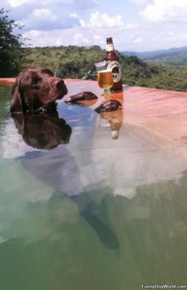 Dog On Vacation