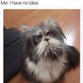 Dog Or A Cat