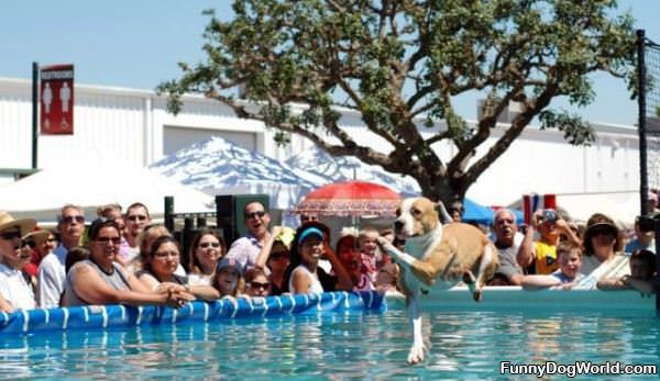 Dog Pool Long Jump