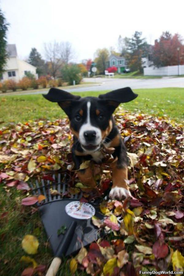 Dog Raking