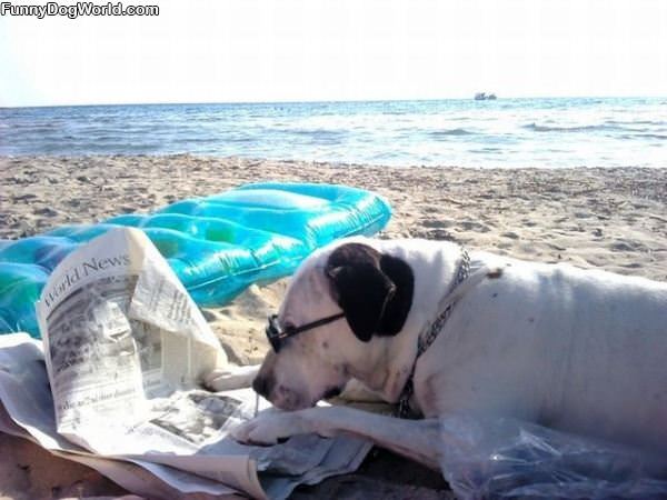 Dog Reading Todays Paper