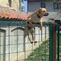 Dog Relaxing On The Fence