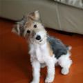 Dog Say What