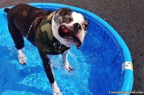 Dog Shaking The Water Off