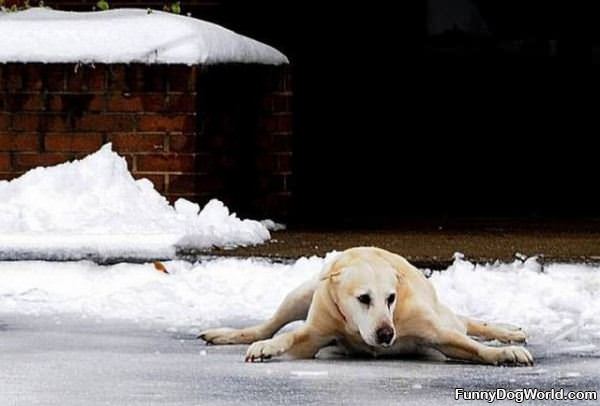 Dog Splits