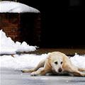 Dog Splits