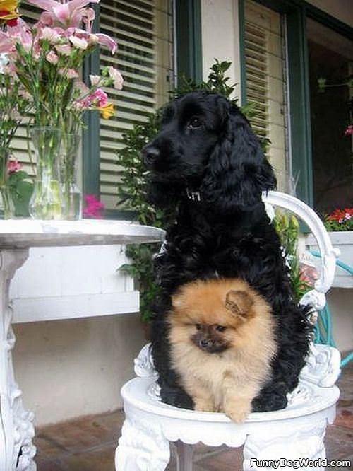 Dog Stacking