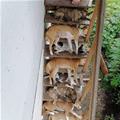 Dog Steps