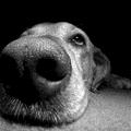 Dog Super Closeup