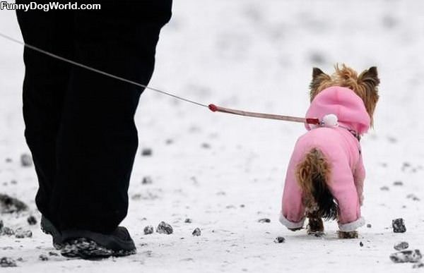 Dog Sweatshirt