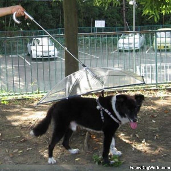 Dog Umbrella