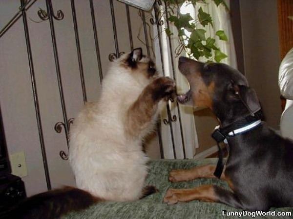 Dog Vs Cat