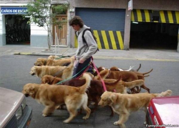 Dog Walker