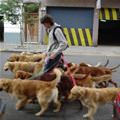 Dog Walker
