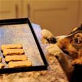 funny dog 3